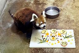 レッサーパンダ「風太」22歳に　国内最高齢記録に迫る  人間なら100歳を超す